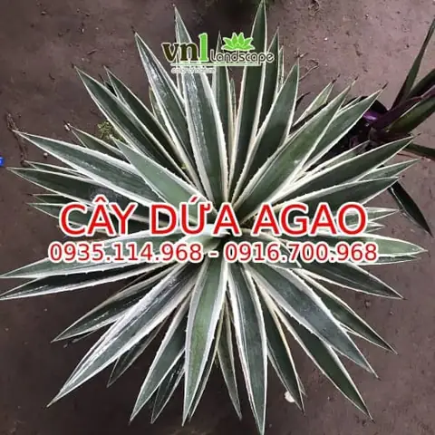 Kinh Nghiệm Mua Cây Điệp Cúng Tại Huế Chuẩn Nhất Cho Không Gian Tâm Linh Kinh Nghiệm Mua Cây Điệp Cúng Tại Huế Chuẩn Nhất Cho Không Gian Tâm Linh