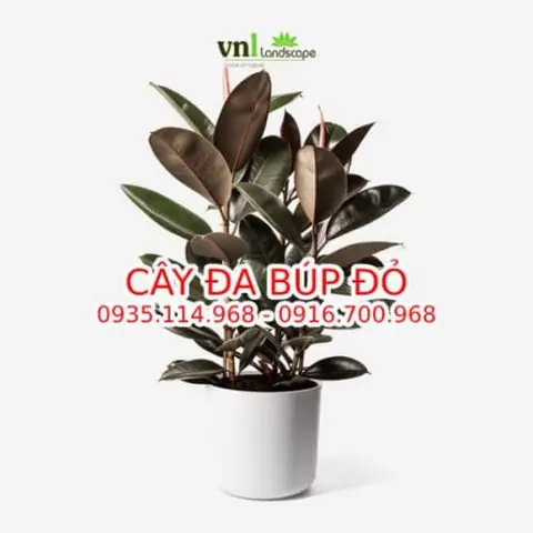 Kinh Nghiệm Mua Cây Điệp Cúng Tại Huế Chuẩn Nhất Cho Không Gian Tâm Linh Kinh Nghiệm Mua Cây Điệp Cúng Tại Huế Chuẩn Nhất Cho Không Gian Tâm Linh