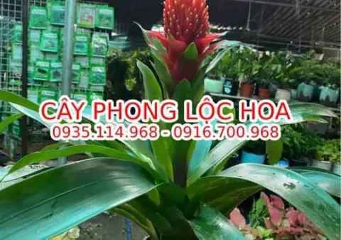 Kinh Nghiệm Mua Cây Điệp Cúng Tại Huế Chuẩn Nhất Cho Không Gian Tâm Linh
