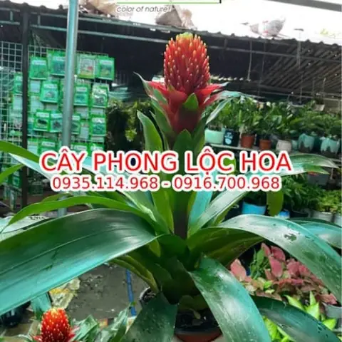 Kinh Nghiệm Mua Cây Điệp Cúng Tại Huế Chuẩn Nhất Cho Không Gian Tâm Linh Kinh Nghiệm Mua Cây Điệp Cúng Tại Huế Chuẩn Nhất Cho Không Gian Tâm Linh