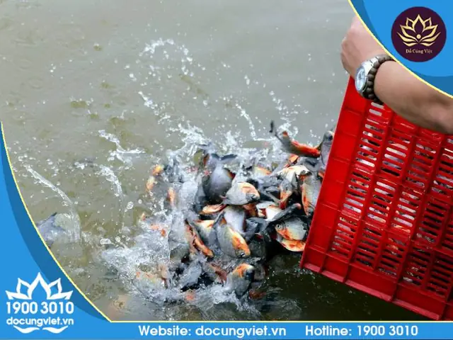 Mua Đồ Cúng Phóng Sinh: Hướng Dẫn Trọn Gói Lễ Vật, Nghi Thức Và Cách Thả Chuẩn Xác