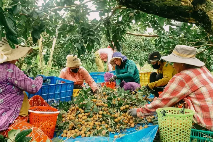 Mua Nhẫn Đã Cúng Có Ý Nghĩa Gì? Thủ Tục, Kinh Nghiệm Chọn Mua Và Những Điều Cần Lưu Ý Mua Nhẫn Đã Cúng Có Ý Nghĩa Gì? Thủ Tục, Kinh Nghiệm Chọn Mua Và Những Điều Cần Lưu Ý