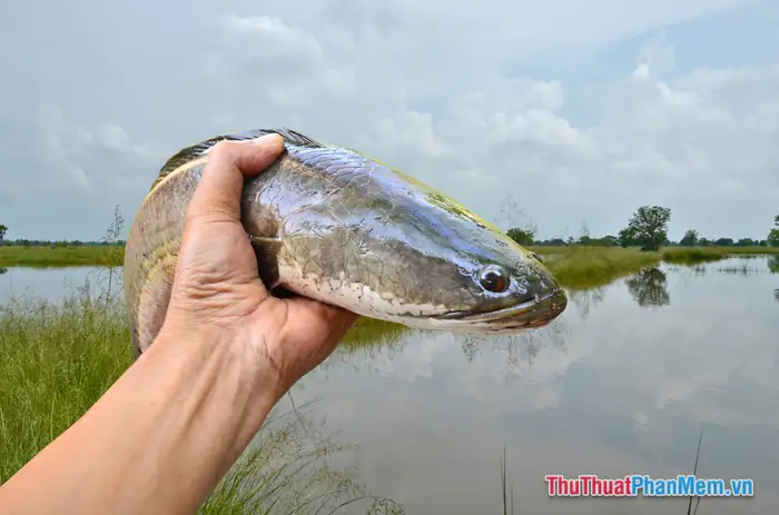 Ý Nghĩa Giấc Mơ Bắt Được 2 Con Cá Trong Từng Hoàn Cảnh Cụ Thể Ý Nghĩa Giấc Mơ Bắt Được 2 Con Cá Trong Từng Hoàn Cảnh Cụ Thể