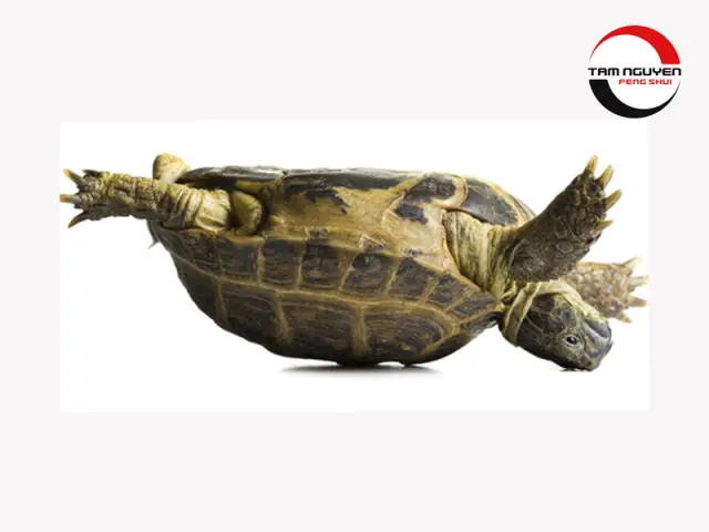 Ý Nghĩa Giấc Mơ Thấy Ba Ba Bị Lật Ngửa Hoặc Bị Thương Là Gì?