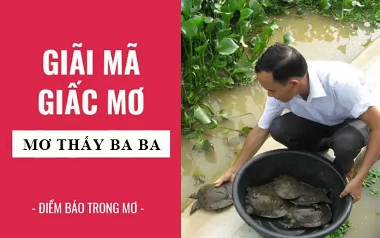 Nằm Mơ Bắt Được 3 Con Ba Ba Đánh Con Gì Và Điềm Báo Tâm Linh Chính Xác