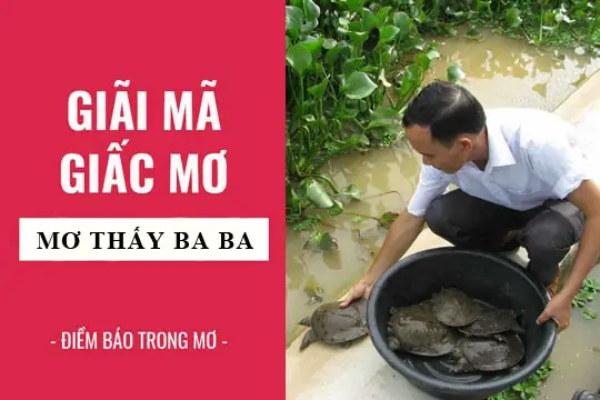 Nằm Mơ Bắt Được 3 Con Ba Ba Đánh Con Gì Và Điềm Báo Tâm Linh Chính Xác