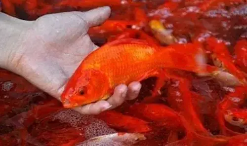 Nằm Mơ Bắt Được Cá Chép Đánh Đề Con Gì? Giải Mã Điềm Báo Và Con Số May Mắn Chính Xác