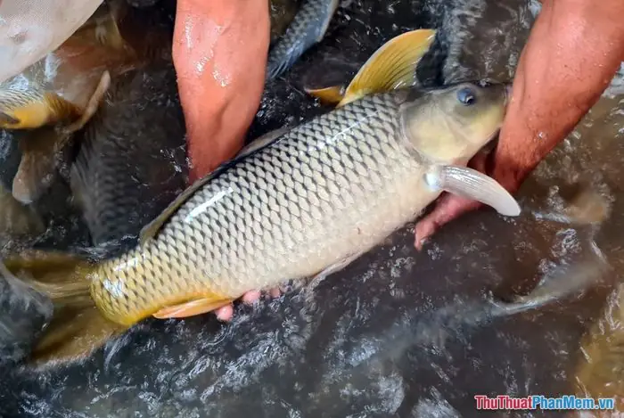 Giấc Mơ Bắt Cá Chép Có Phản Ánh Tình Trạng Sức Khỏe Hay Công Việc Thực Tế Không?