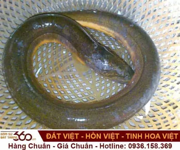 Nằm Mơ Thấy Bắt Được Nhiều Lươn Đánh Con Gì Để Trúng Lớn? Nằm Mơ Thấy Bắt Được Nhiều Lươn Đánh Con Gì Để Trúng Lớn?