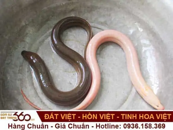 Mơ Thấy Lươn Vàng, Lươn Đen Hoặc Lươn Chết Đánh Số Mấy? Mơ Thấy Lươn Vàng, Lươn Đen Hoặc Lươn Chết Đánh Số Mấy?