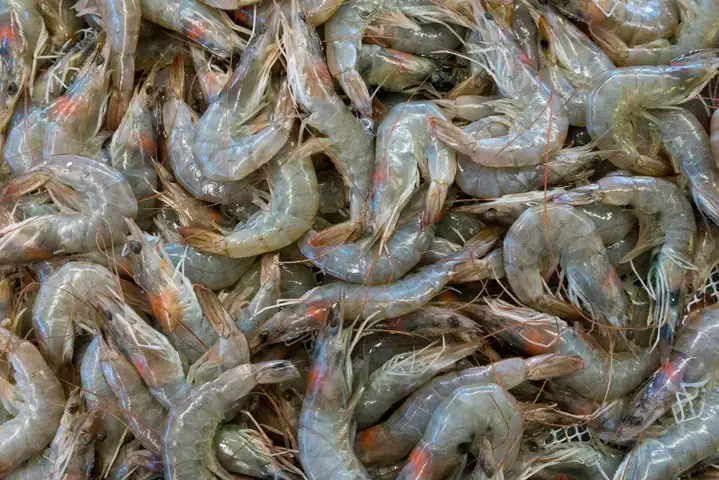 Ngủ Mơ Thấy Ăn Tôm Hoặc Chế Biến Món Ăn Từ Tôm Là Điềm Gì? Ngủ Mơ Thấy Ăn Tôm Hoặc Chế Biến Món Ăn Từ Tôm Là Điềm Gì?