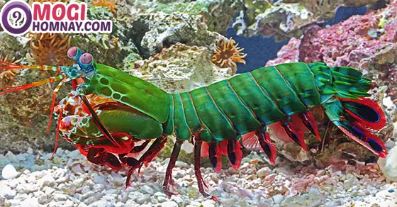 Giấc Mơ Bắt Được Nhiều Tôm Mang Lại Điềm Báo Gì Cho Sự Nghiệp? Giấc Mơ Bắt Được Nhiều Tôm Mang Lại Điềm Báo Gì Cho Sự Nghiệp?
