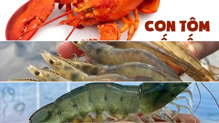 Nằm Mơ Thấy Bắt Được Nhiều Tôm Tép Đánh Con Gì Trúng Lớn? Nằm Mơ Thấy Bắt Được Nhiều Tôm Tép Đánh Con Gì Trúng Lớn?