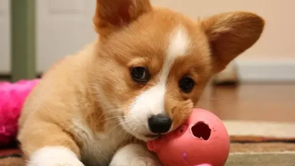Giải Mã Giấc Mơ Nằm Mơ Thấy 2 Con Chó Đánh Số Mấy Và Điềm Báo Chi Tiết