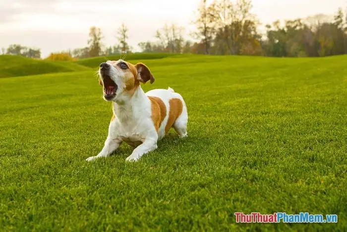 Ngủ Mơ Thấy Tiếng Chó Sủa Vang Dội Nhưng Không Thấy Hình Con Vật? Ngủ Mơ Thấy Tiếng Chó Sủa Vang Dội Nhưng Không Thấy Hình Con Vật?