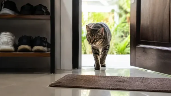 Nằm Mơ Thấy 2 Con Mèo Đánh Số Mấy? Giải Mã Điềm Báo Và Con Số May Mắn Chính Xác