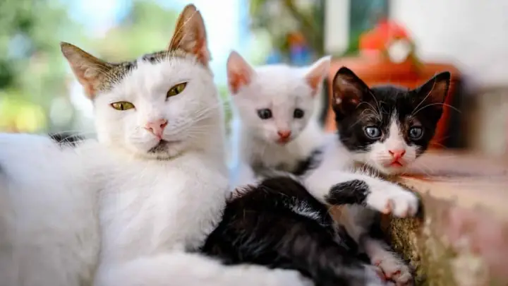 Hai Chú Mèo Đang Vờn Bắt Và Cắn Nhau Trong Giấc Mơ