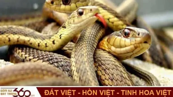Nằm Mơ Thấy 2 Con Rắn Mang Điềm Báo Gì? Giải Mã Ý Nghĩa Và Con Số May Mắn Chính Xác Nhất