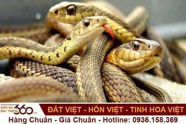 Nằm Mơ Thấy 2 Con Rắn Mang Điềm Báo Gì? Giải Mã Ý Nghĩa Và Con Số May Mắn Chính Xác Nhất