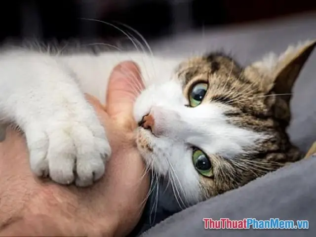 Nằm Mơ Thấy Mèo Cắn Tay Hoặc Cắn Chân Mang Lại Điềm Gở Hay Điềm Lành?