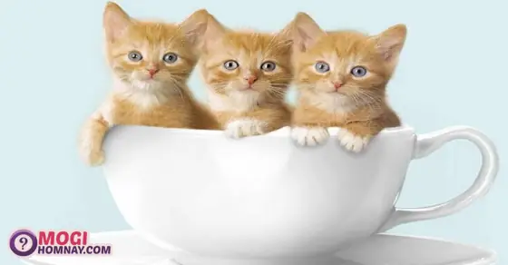 Tại Sao Con Người Thường Hay Nằm Mơ Thấy Mèo Trong Giấc Ngủ?