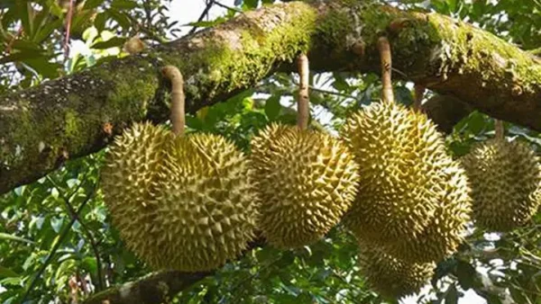 Nằm Mơ Thấy Ăn Quả Sầu Riêng Đánh Con Gì? Giải Mã Ý Nghĩa Và Sổ Mơ May Mắn