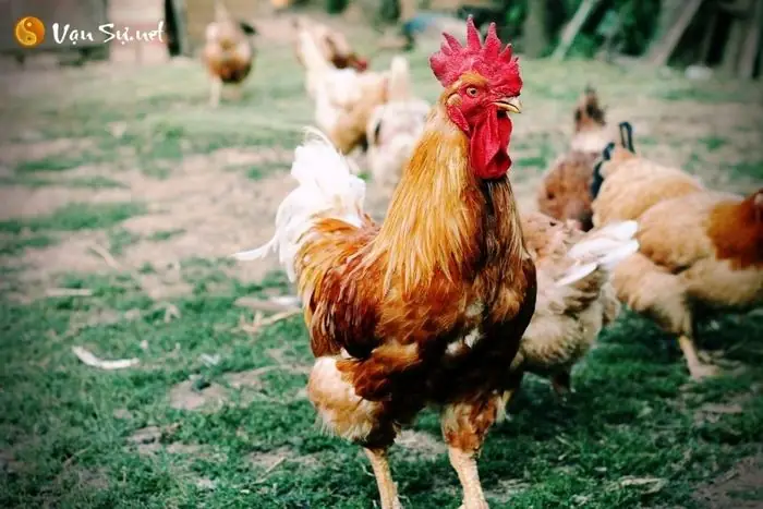 Mơ Thấy Đàn Gà Hoặc Gà Con Mang Lại Thông Điệp Gì Về Tài Chính?