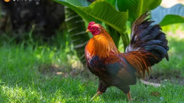 Nằm Mơ Thấy Ăn Thịt Gà Đánh Số Gì? Giải Mã Điềm Báo Và Con Số May Mắn