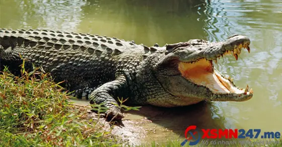 Nằm Mơ Thấy Bắt Cá Sấu Là Điềm Gì? Giải Mã Ý Nghĩa Và Con Số May Mắn Chuẩn Xác