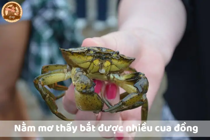 Nằm Mơ Thấy Bắt Cua Đồng Mang Điềm Báo Lành Hay Dữ? Nằm Mơ Thấy Bắt Cua Đồng Mang Điềm Báo Lành Hay Dữ?