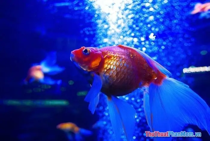 Có Phải Mọi Giấc Mơ Thấy Bắt Cá Đều Mang Lại Tín Hiệu Tài Lộc Hay Có Ngoại Lệ? Có Phải Mọi Giấc Mơ Thấy Bắt Cá Đều Mang Lại Tín Hiệu Tài Lộc Hay Có Ngoại Lệ?