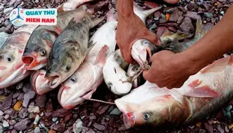Nằm Mơ Thấy Bắt Được Nhiều Ếch Đánh Con Gì? Giải Mã Điềm Báo Tài Lộc Và Con Số May Mắn