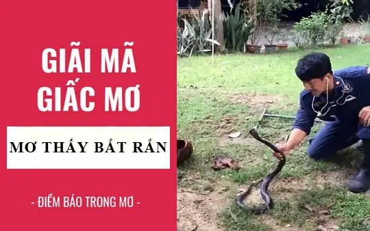 Nằm Mơ Thấy Bắt Được Rắn Là Điềm Báo Gì? Giải Mã Lành Hay Dữ Và Con Số May Mắn