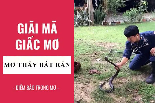Giải Mã Chi Tiết Các Con Số May Mắn Khi Mơ Thấy Bắt Rắn Giải Mã Chi Tiết Các Con Số May Mắn Khi Mơ Thấy Bắt Rắn