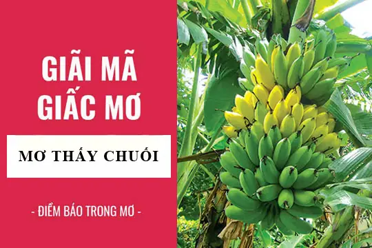 Nằm Mơ Thấy Buồng Chuối Chín Là Điềm Gì? Giải Mã Ý Nghĩa Và Đánh Con Số Mấy May Mắn?