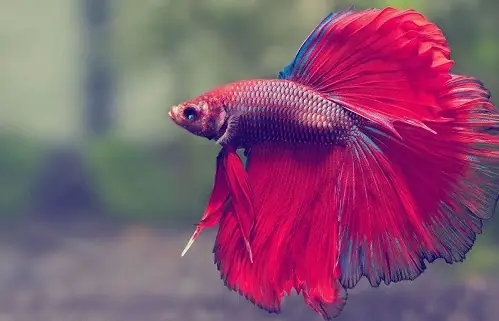 Nằm Mơ Thấy Cá Chết Là Điềm Lành Hay Dữ?