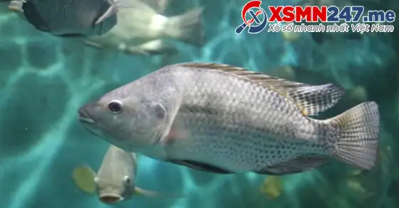 Nằm Mơ Thấy Cá Rô Đồng Là Điềm Báo Gì, Tốt Hay Xấu?