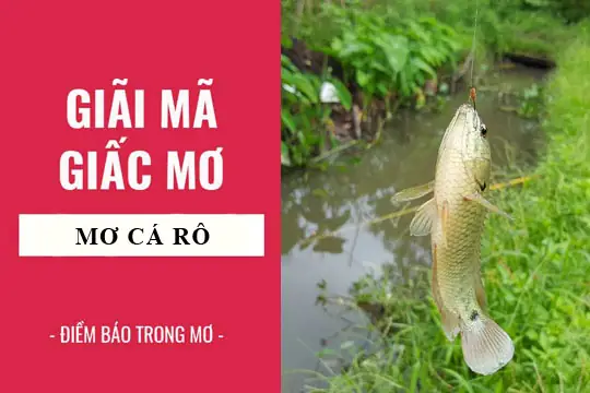 Nằm Mơ Thấy Cá Rô Phi Là Điềm Báo Gì, Lành Hay Dữ? Nằm Mơ Thấy Cá Rô Phi Là Điềm Báo Gì, Lành Hay Dữ?