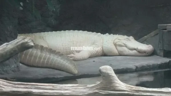 Nằm Mơ Thấy Cá Sấu Cắn Đánh Số Gì? Giải Mã Điềm Báo Và Con Số May Mắn Chính Xác