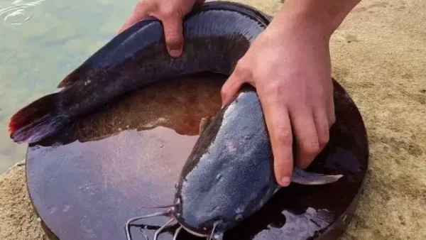 Nằm Mơ Thấy Cá Trê Đen Mang Điềm Gì? Giải Mã Giám Mộng Và Con Số May Mắn