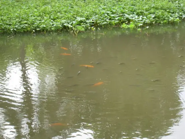 Con Cá Lớn Đang Bơi Lội Trong Làn Nước Sâu Thẳm.