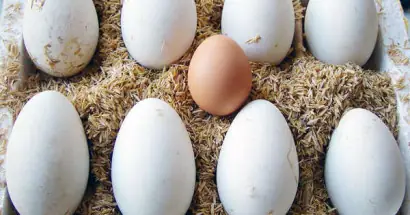 Nằm Mơ Thấy Cây Mía Là Điềm Báo Gì? Giải Mã Ý Nghĩa Và Con Số May Mắn Tài Lộc