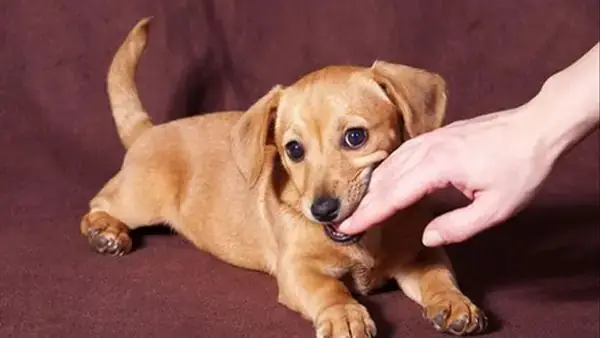 Những Trường Hợp Chi Tiết Khi Mơ Thấy Chó Cắn Vào Tay Không Chảy Máu Những Trường Hợp Chi Tiết Khi Mơ Thấy Chó Cắn Vào Tay Không Chảy Máu