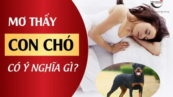 Nằm Mơ Thấy Chó Mẹ Và Đàn Chó Con Mang Điềm Gì? Giải Mã Ý Nghĩa Và Con Số May Mắn