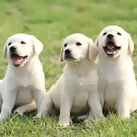Chó Mẹ Quấn Quýt Bên Đàn Chó Con Thể Hiện Tình Cảm Gia Đình Ấm Áp Chó Mẹ Quấn Quýt Bên Đàn Chó Con Thể Hiện Tình Cảm Gia Đình Ấm Áp