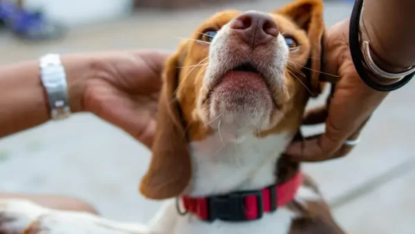 Nằm Mơ Thấy Chó Quấn Quýt Mang Điềm Báo Gì Và Đánh Con Gì Trúng Lớn?