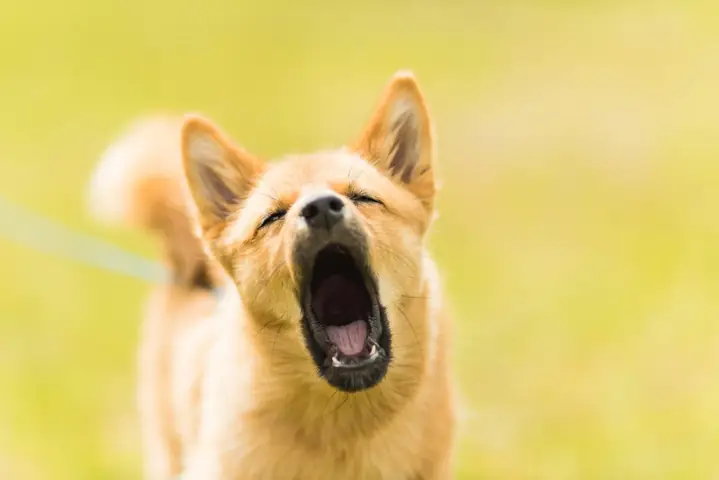 Nằm Mơ Thấy Chó Vàng Vào Nhà Hoặc Sinh Con Là Điềm Báo Gì? Nằm Mơ Thấy Chó Vàng Vào Nhà Hoặc Sinh Con Là Điềm Báo Gì?