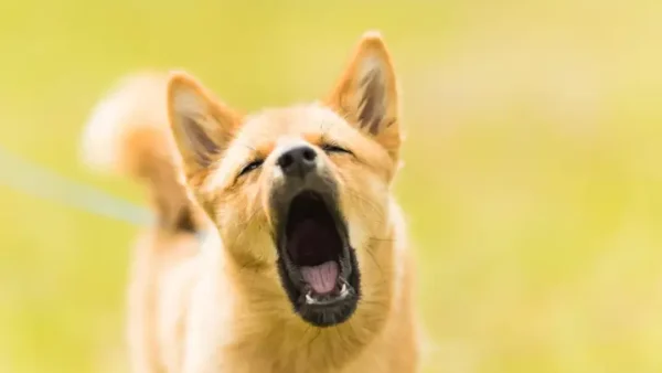 Nằm Mơ Thấy Chó Vàng Vào Nhà Là Điềm Gì? Giải Mã Giám Mơ Và Gợi Ý Con Số May Mắn
