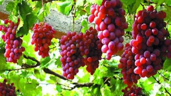 Nằm Mơ Thấy Chùm Nho Đánh Đề Con Gì? Giải Mã Giềm Báo Và Số Đẹp
