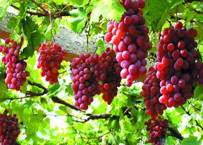 Nằm Mơ Thấy Chùm Nho Đánh Đề Con Gì? Giải Mã Giềm Báo Và Số Đẹp